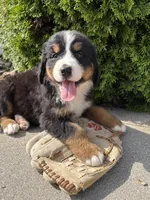 Bridget, a female Bernese Mountain Dog for sale in Middlebury, IN – 3 of 4