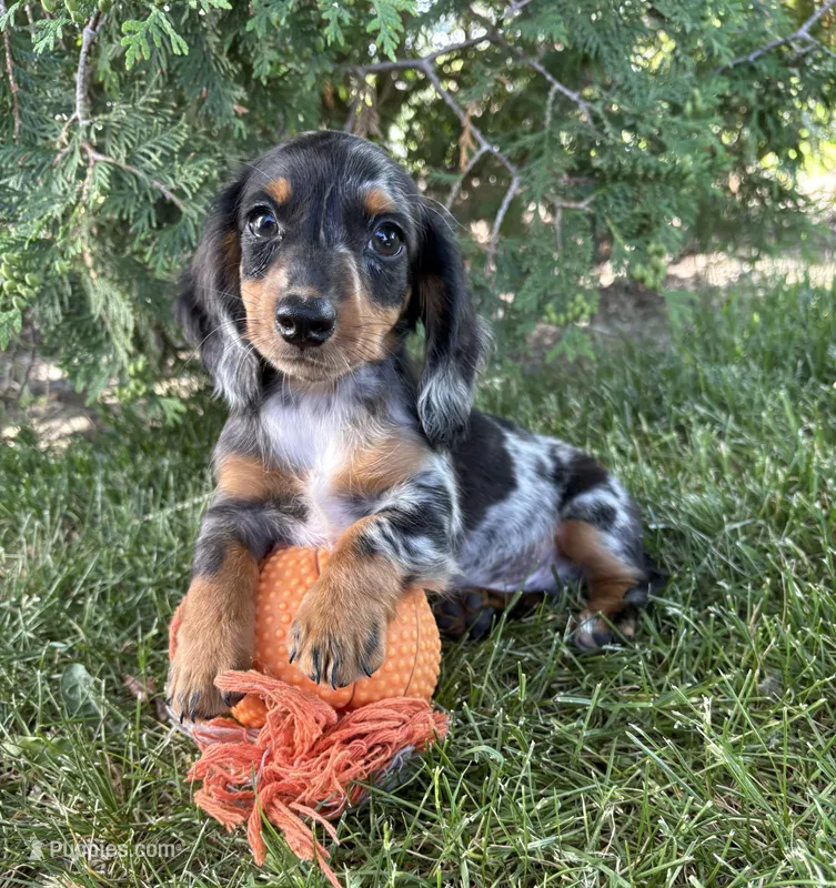 Ace – Miniature Dachshund puppy for sale in Middlebury, IN