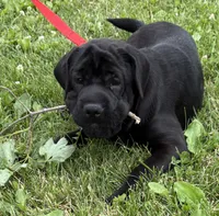 Ina, a female Cocker Spaniel and Miniature Shar-Pei for sale in Middlebury, IN – 2 of 5