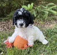 Ava, a female Havapoo for sale in Middlebury, IN – 4 of 4