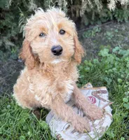 Jace, a male Cockapoo for sale in Middlebury, IN – 2 of 4