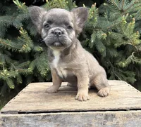 Mercedes fluffy, a female French Bulldog for sale in Middlebury, IN – 4 of 4