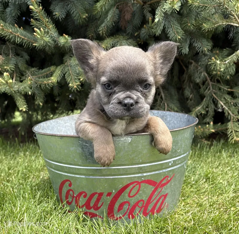 Mercedes fluffy – French Bulldog puppy for sale in Middlebury, IN