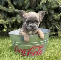Mercedes fluffy, a female French Bulldog for sale in Middlebury, IN – 1 of 4