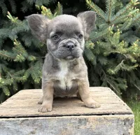 Mercedes fluffy, a female French Bulldog for sale in Middlebury, IN – 3 of 4