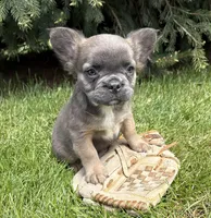 Mercedes fluffy, a female French Bulldog for sale in Middlebury, IN – 2 of 4