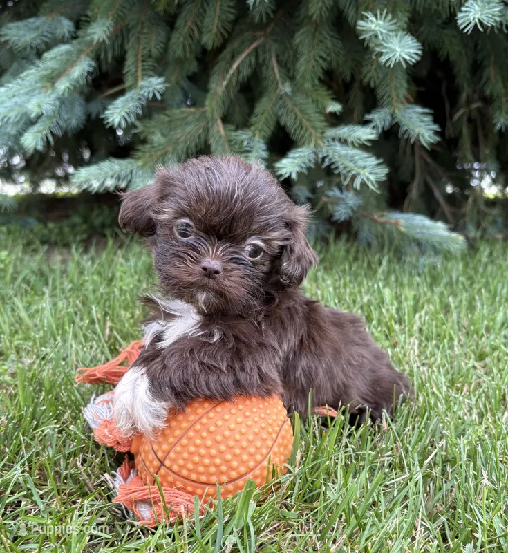 Halle – Shih Tzu puppy for sale in Middlebury, IN