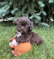 Halle, a female Shih Tzu for sale in Middlebury, IN – 1 of 4