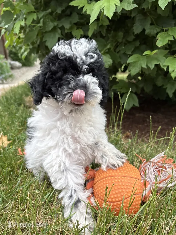 Poppy  – Poodle - Miniature  puppy for sale in Middlebury, IN