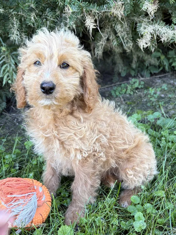 Jace – Cockapoo puppy for sale in Middlebury, IN