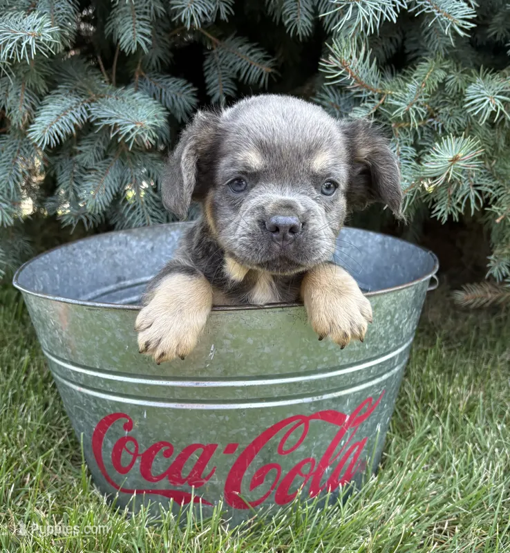 Diesel – French Bulldog puppy for sale in Middlebury, IN