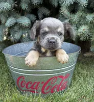 Diesel, a male French Bulldog for sale in Middlebury, IN – 1 of 4