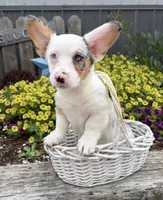 Naomi, a female Pembroke Welsh Corgi for sale in Middlebury, IN – 2 of 4