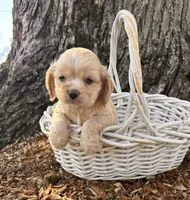Ivory, a female Chinese Shar-Pei and Cocker Spaniel for sale in Middlebury, IN – Photo 1 of 4