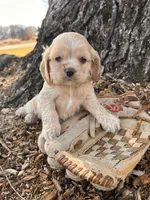Ivory, a female Chinese Shar-Pei and Cocker Spaniel for sale in Middlebury, IN – Photo 4 of 4