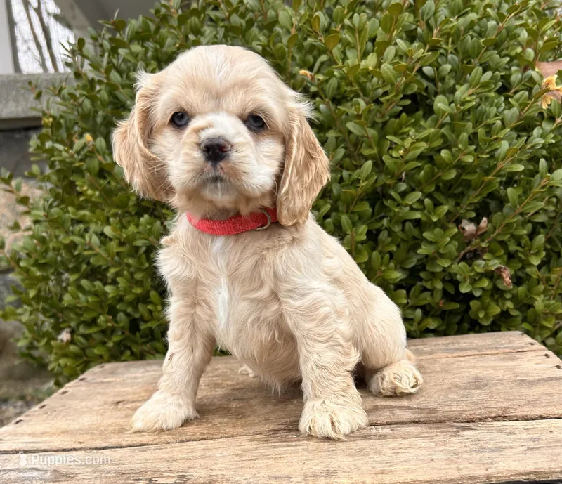 Ivory – Chinese Shar-Pei, Cocker Spaniel puppy for sale in Middlebury, IN