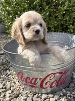 Ivory, a female Cocker Spaniel for sale in Middlebury, IN – Photo 2 of 4