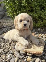 Ivory, a female Cocker Spaniel for sale in Middlebury, IN – Photo 4 of 4