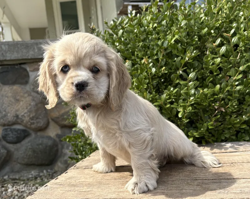 Ivory – Chinese Shar-Pei, Cocker Spaniel puppy for sale in Middlebury, IN