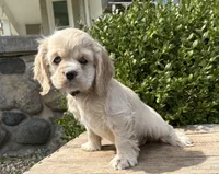 Ivory, a female Cocker Spaniel for sale in Middlebury, IN – Photo 1 of 4