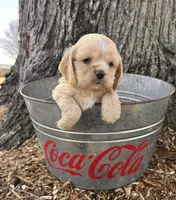 Ivory, a female Chinese Shar-Pei and Cocker Spaniel for sale in Middlebury, IN – Photo 2 of 4
