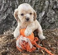 Ivory, a female Chinese Shar-Pei and Cocker Spaniel for sale in Middlebury, IN – Photo 3 of 4