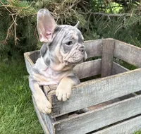 Clancy, a male French Bulldog for sale in Middlebury, IN – 3 of 5