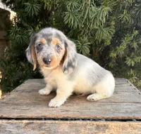 Cosmo, a male Dachshund for sale in Middlebury, IN – Photo 4 of 5