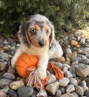 Cosmo, a male Dachshund for sale in Middlebury, IN – Photo 3 of 5