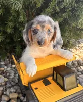 Cosmo, a male Dachshund for sale in Middlebury, IN – Photo 2 of 5