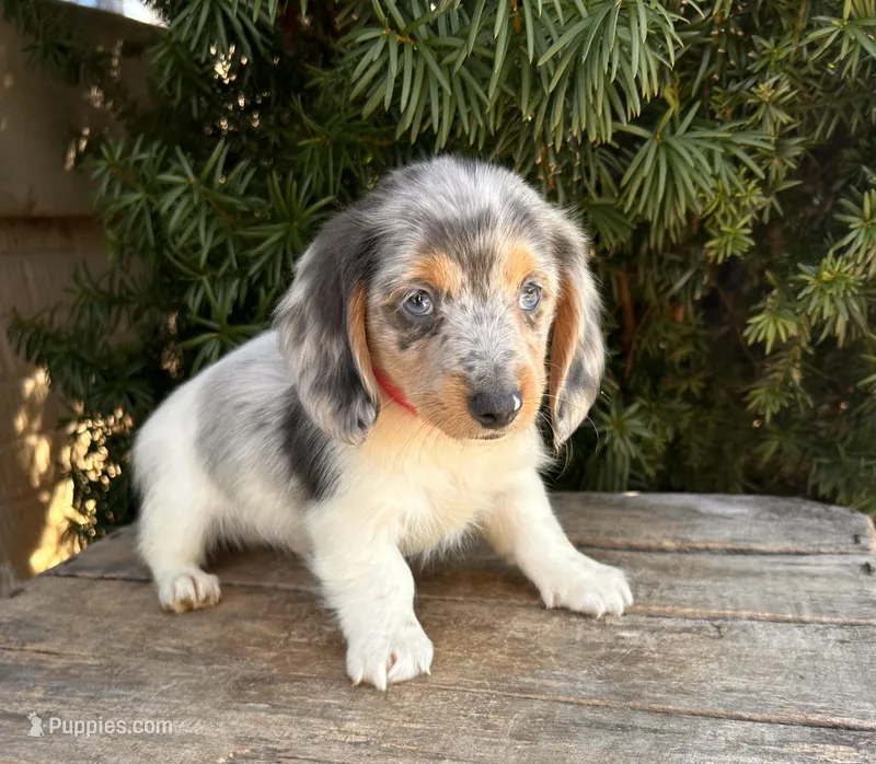 Cosmo – Dachshund puppy for sale in Middlebury, IN