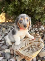 Cosmo, a male Dachshund for sale in Middlebury, IN – Photo 5 of 5