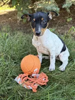 Rory , a female Rat Terrier for sale in Middlebury, IN – 2 of 4