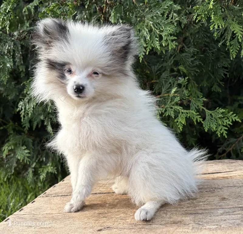 Olaf – Pomeranian puppy for sale in Middlebury, IN