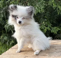 Olaf, a male Pomeranian for sale in Middlebury, IN – 1 of 4