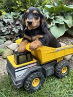 Remington, a male Dachshund for sale in Middlebury, IN – 4 of 4