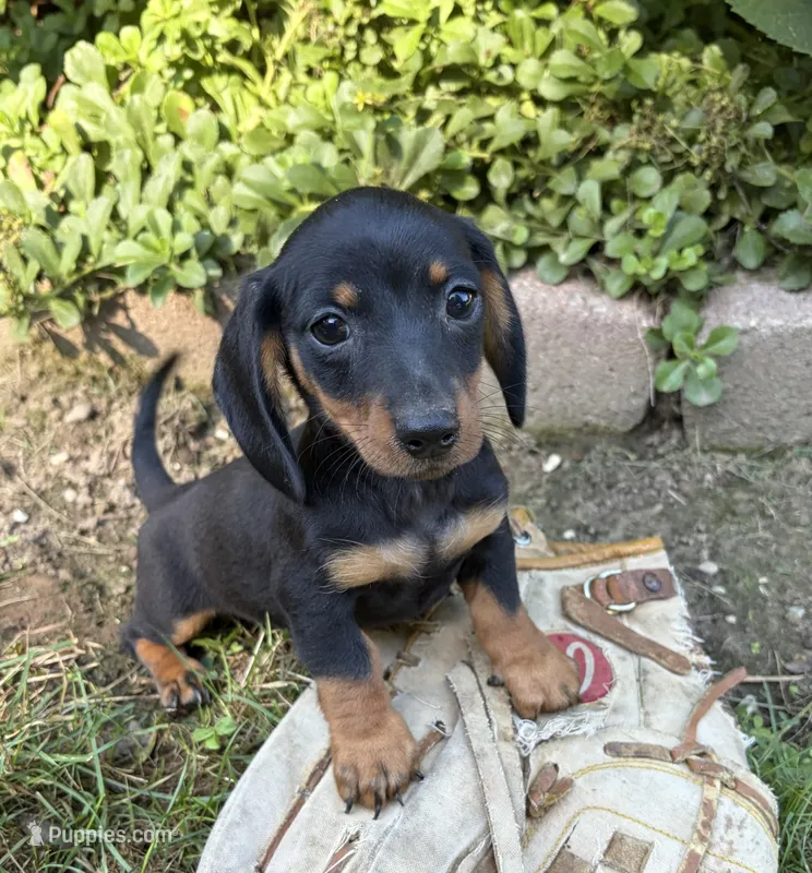 Rocky  – Dachshund puppy for sale in Middlebury, IN