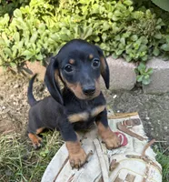 Rocky , a male Dachshund for sale in Middlebury, IN – 1 of 4