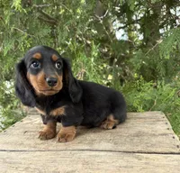 Monroe, a male Dachshund for sale in Middlebury, IN – 2 of 4