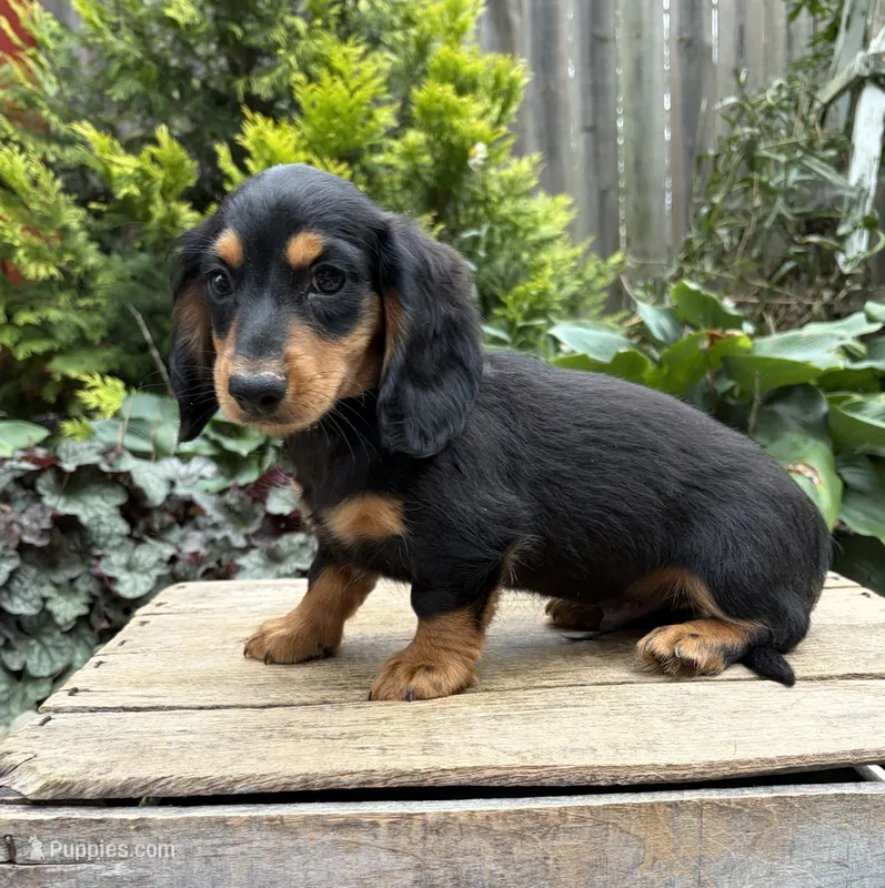 Remington – Dachshund puppy for sale in Middlebury, IN
