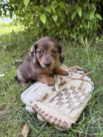 Romeo, a female Dachshund for sale in Middlebury, IN – 5 of 5