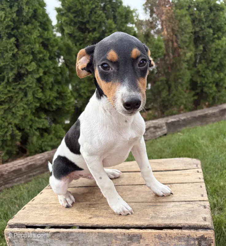 Scout – Jack Russell Terrier, Rat Terrier puppy for sale in Middlebury, IN