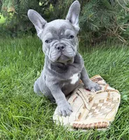 Cici, a female French Bulldog for sale in Middlebury, IN – 4 of 4