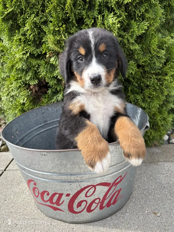Bentley – Bernese Mountain Dog puppy for sale in Middlebury, IN