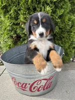 Bentley, a male Bernese Mountain Dog for sale in Middlebury, IN – 1 of 4