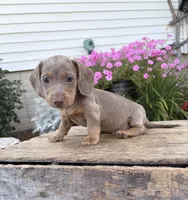 Boone, a male Miniature Dachshund for sale in Middlebury, IN – 4 of 5