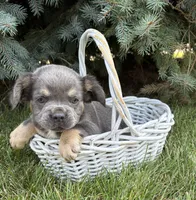 Diesel, a male French Bulldog for sale in Middlebury, IN – 4 of 4
