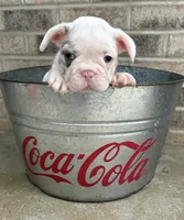 Darcia, a female French Bulldog for sale in Middlebury, IN – 3 of 4