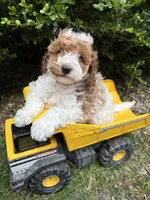 Alex, a male Miniature Goldendoodle for sale in Middlebury, IN – 2 of 4