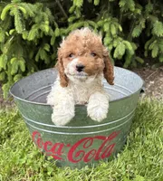 Tux, a male Cavapoo for sale in Middlebury, IN – 2 of 4